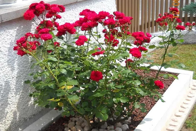 Bed & Breakfast B&B L'Isola Delle Rose Sovramonte Italy