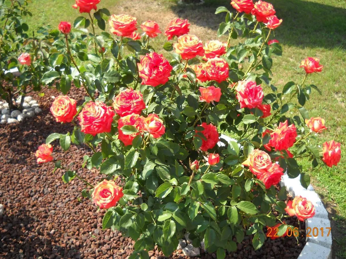 B&B L'Isola Delle Rose Sovramonte Bed & Breakfast